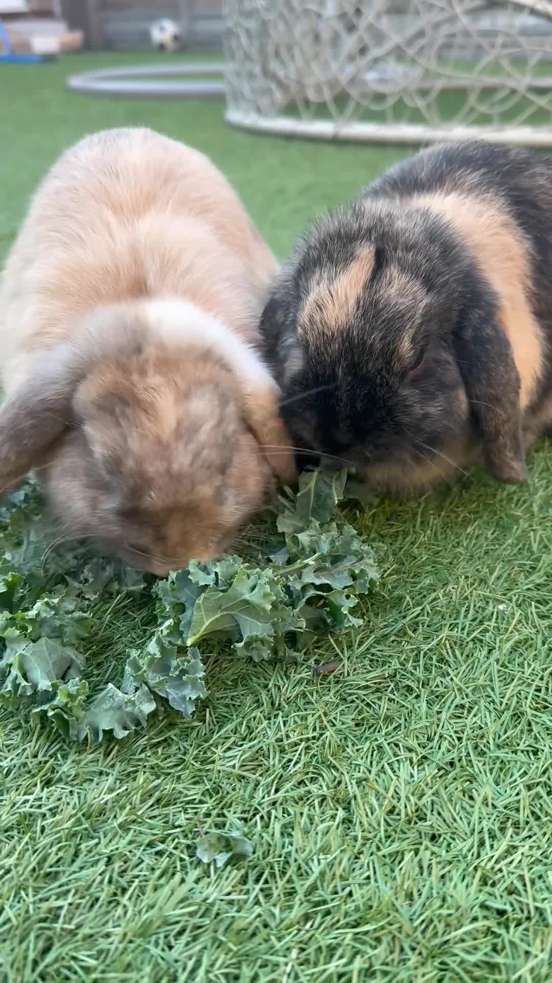 Mini Lop rabbits for sale: 2 Mini Lops - one male one female  - Video 1