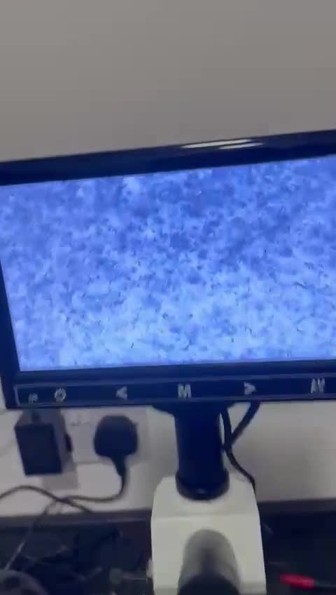 Cavalier King Charles Spaniel dogs for stud: KC REG HEALTH TESTED DARKRUBY CAVALIER PROVEN STUD - Video 1