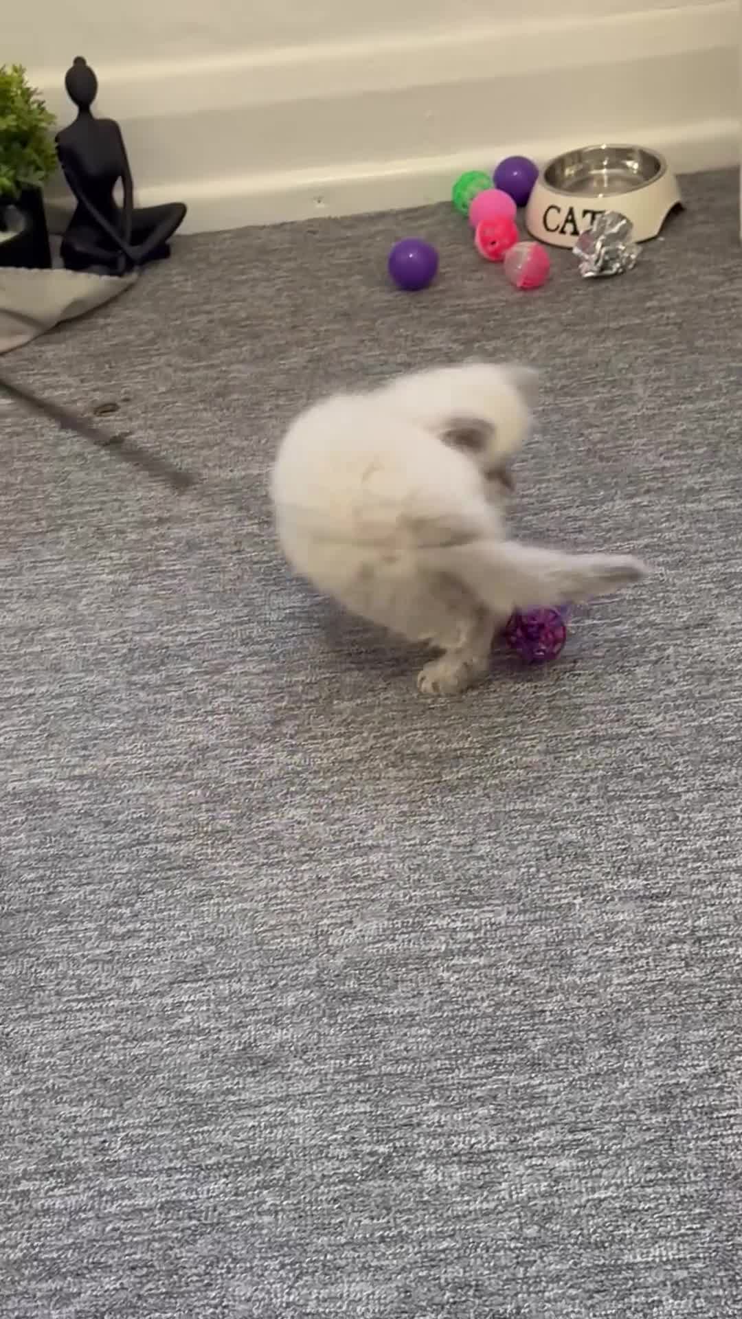 Ragdoll cats for sale: Playful paw 🐾 - Video 3