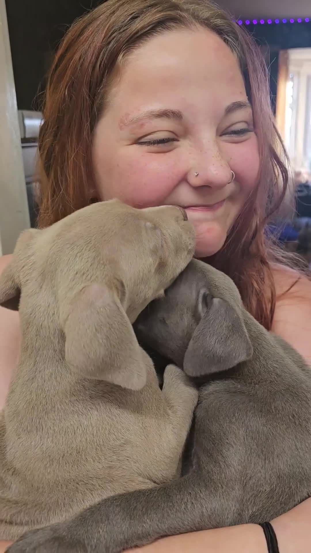 Mixed Breed dogs for sale: 2 gorgeous blue eyed boys .cane corso x great dane - Video 1