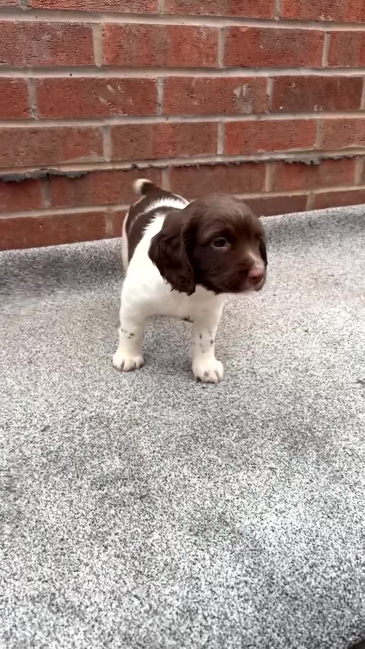 English Springer Spaniel dogs for sale: English springer spaniel working puppies  - Video 1