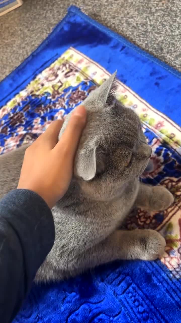 British Shorthair cats for sale: Mario British shorthair ( Rehome no charge)  - Video 1