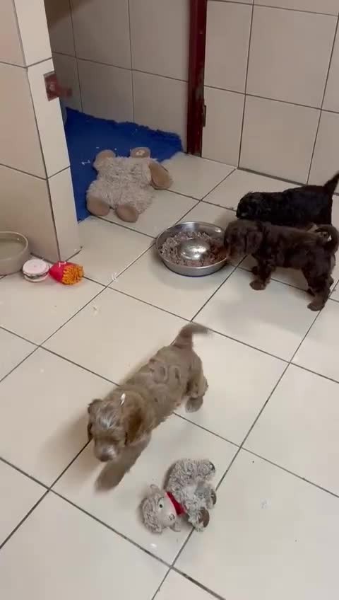 Cockapoo dogs for sale: Stunning F1 cockapoos  - Video 2
