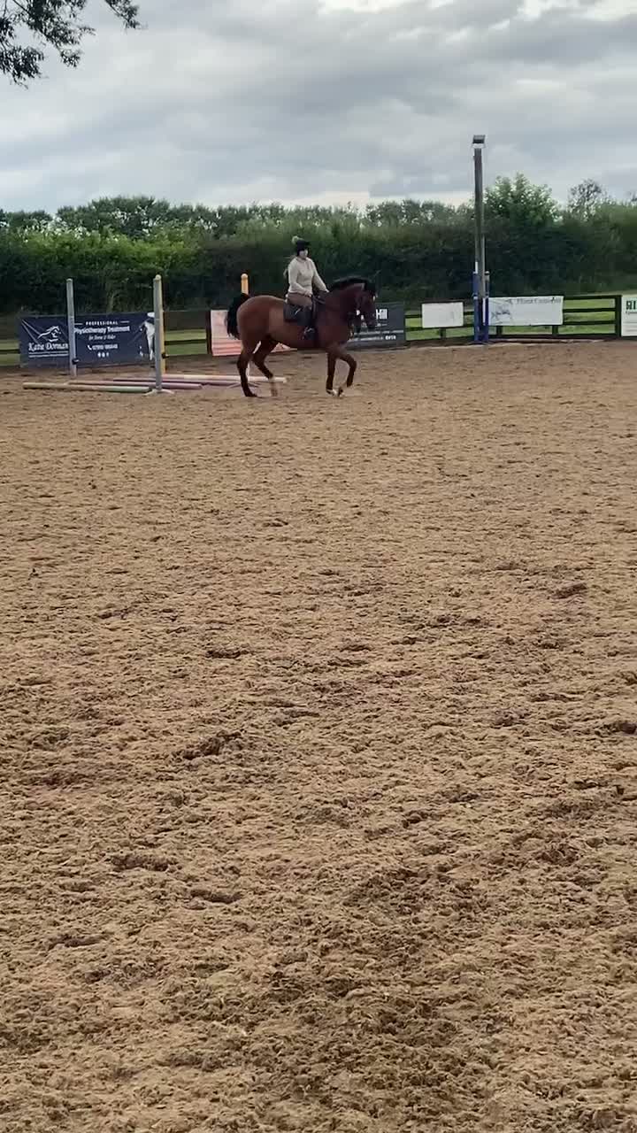 Irish Thoroughbred horses for sale: Gelding TB 16hh  in Newton Aycliffe - Video 1