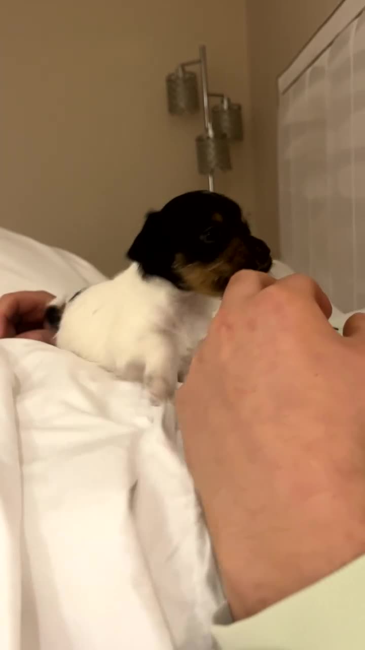 Jack Russell dogs for sale: Jack russel puppy’s  - Video 5