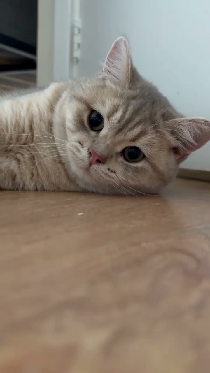 British Shorthair cats for sale: 6 Pedigree British Shorthair Champion lines in London - Video 2