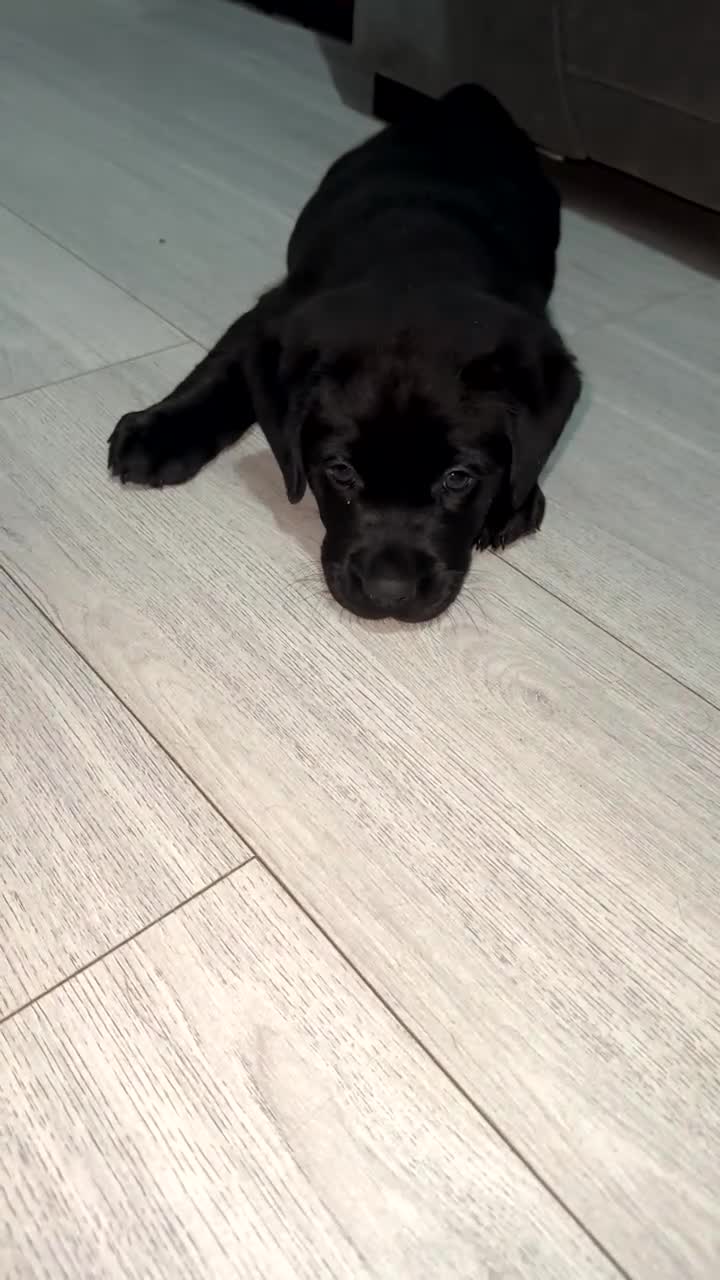 Labrador Retriever dogs for sale: 2 chunky male labs  - Video 1