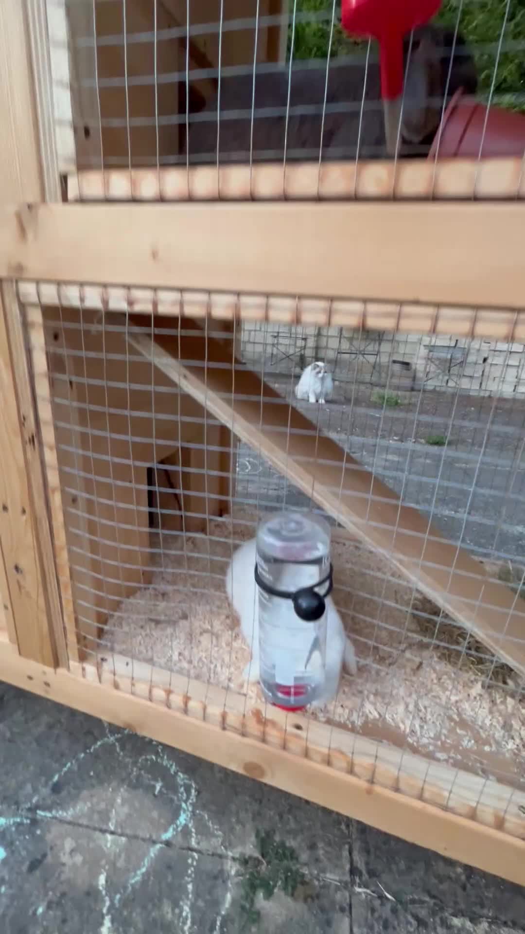 Mini Lop rabbits for sale: Two bonded mini lops for rehoming - Video 3