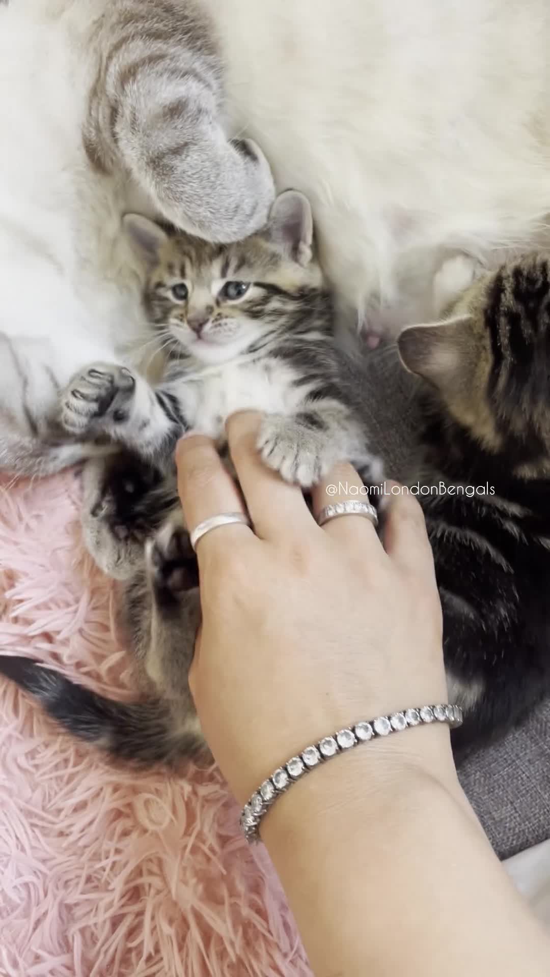 Bengal cats for sale: 💙🩵 BENGAL KITTENS 🩵💙 2 AVAILABLE! 🔥🔥 - Video 1