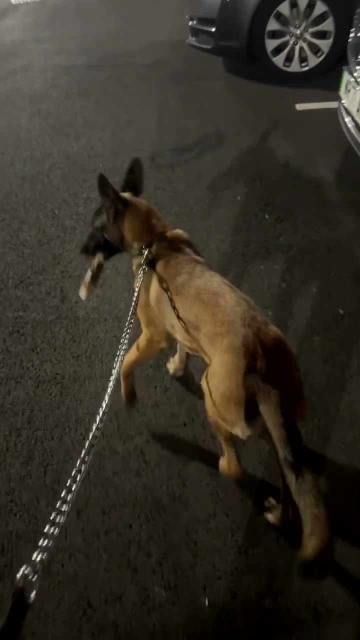 Belgian Shepherd Dog dogs for sale: 9 month old belgium malinois - Video 1