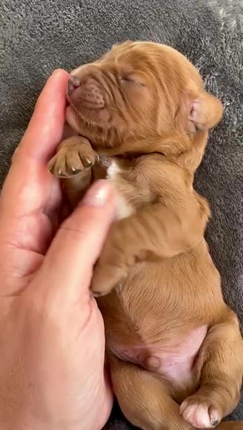 Cavalier King Charles Spaniel dogs for stud:  HEALTH TESTED kc cavalier king charles for stud  in Bedford - Video 1