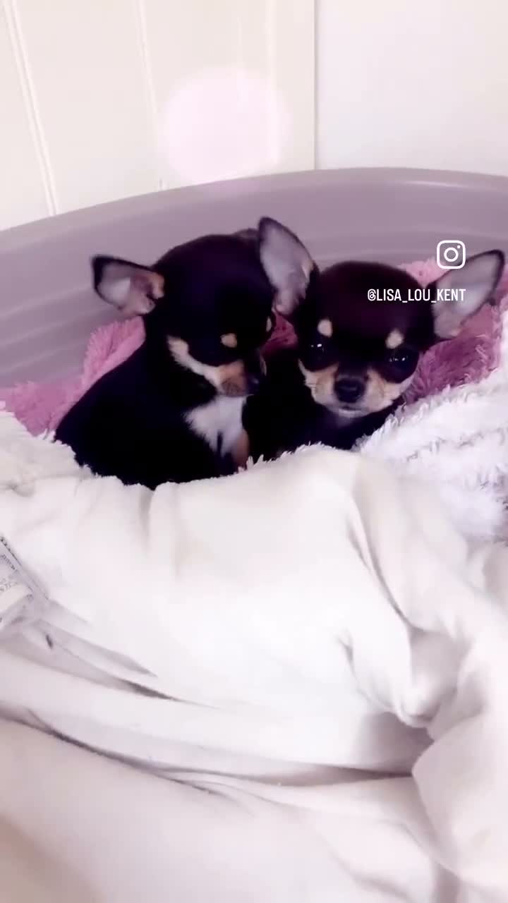 Chihuahua dogs for sale: brown and tanned full bread chihuahua puppys - Video 1