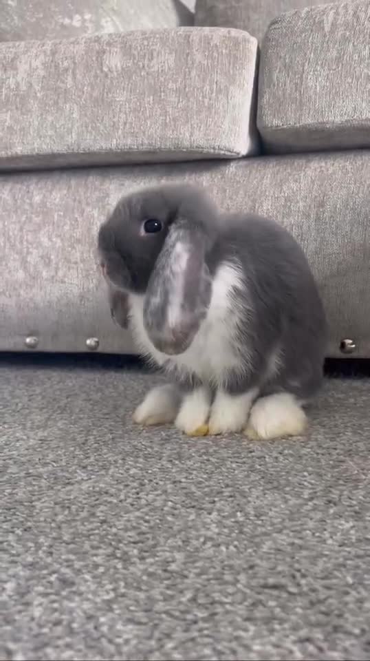 Mini Lop rabbits for sale: Grey and white mini lop  - Video 1