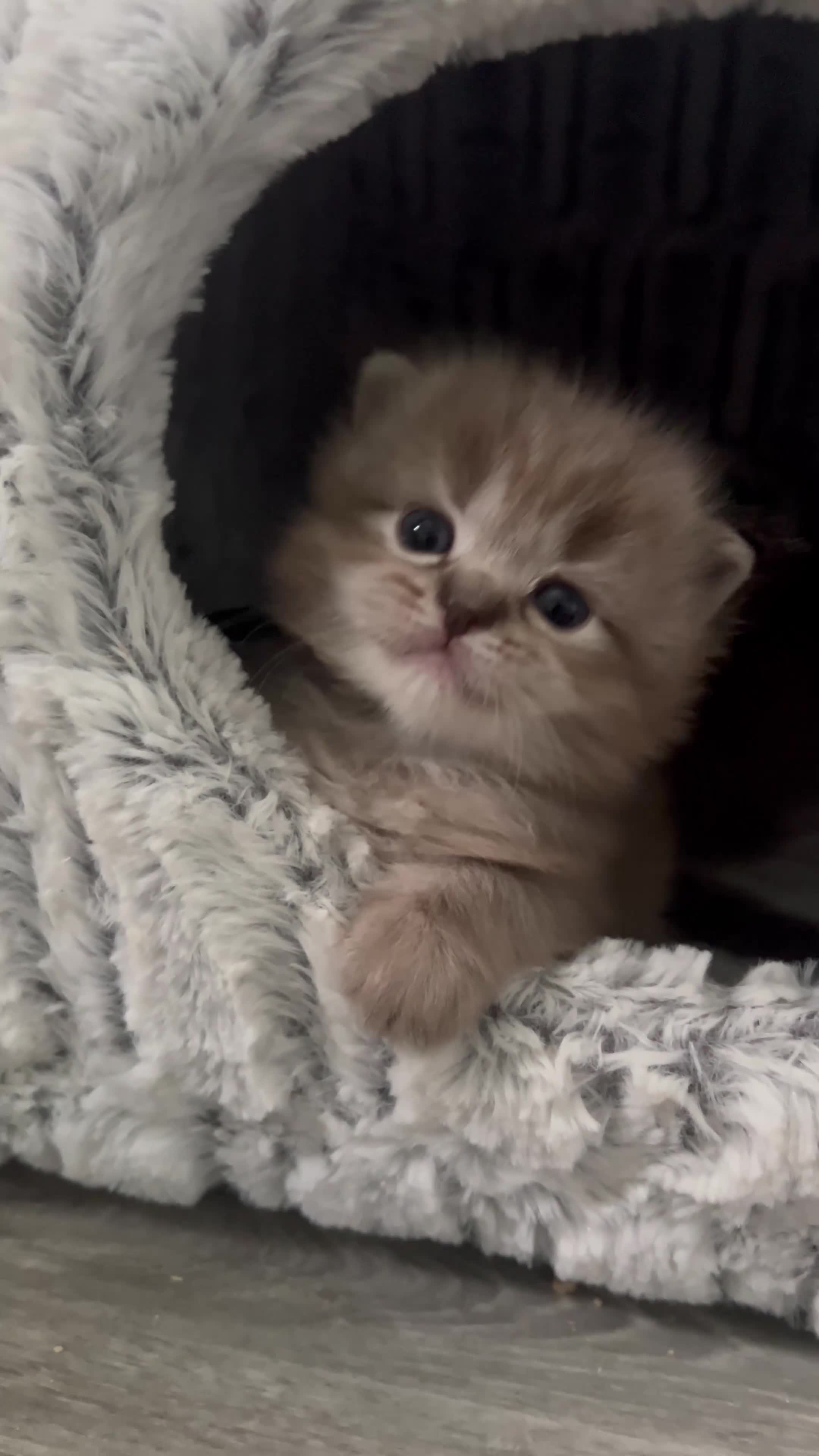 Ragdoll cats for sale: Registered Ragdoll Kittens for Sale - Video 2