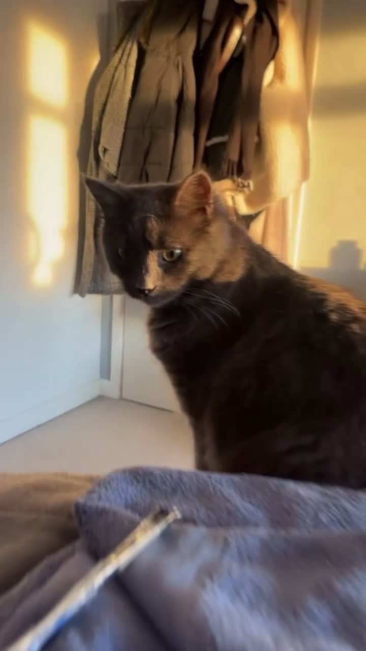 British Shorthair cats for sale: Cat for sale - Video 1