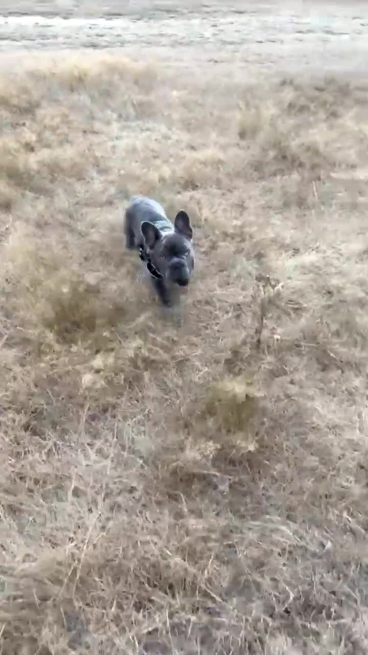 French Bulldog dogs for sale: Frankie 1 year old  Big Rope  blue brindle boy  - Video 1