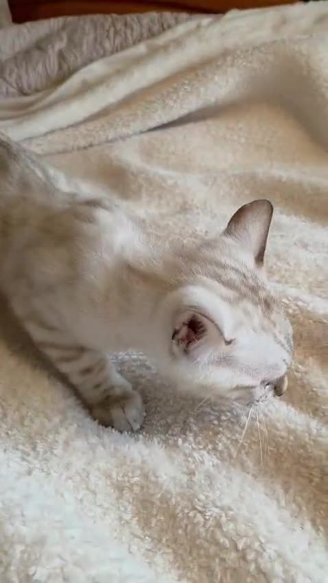 Bengal cats for sale: Bengal Kittens in Nottingham - Video 4