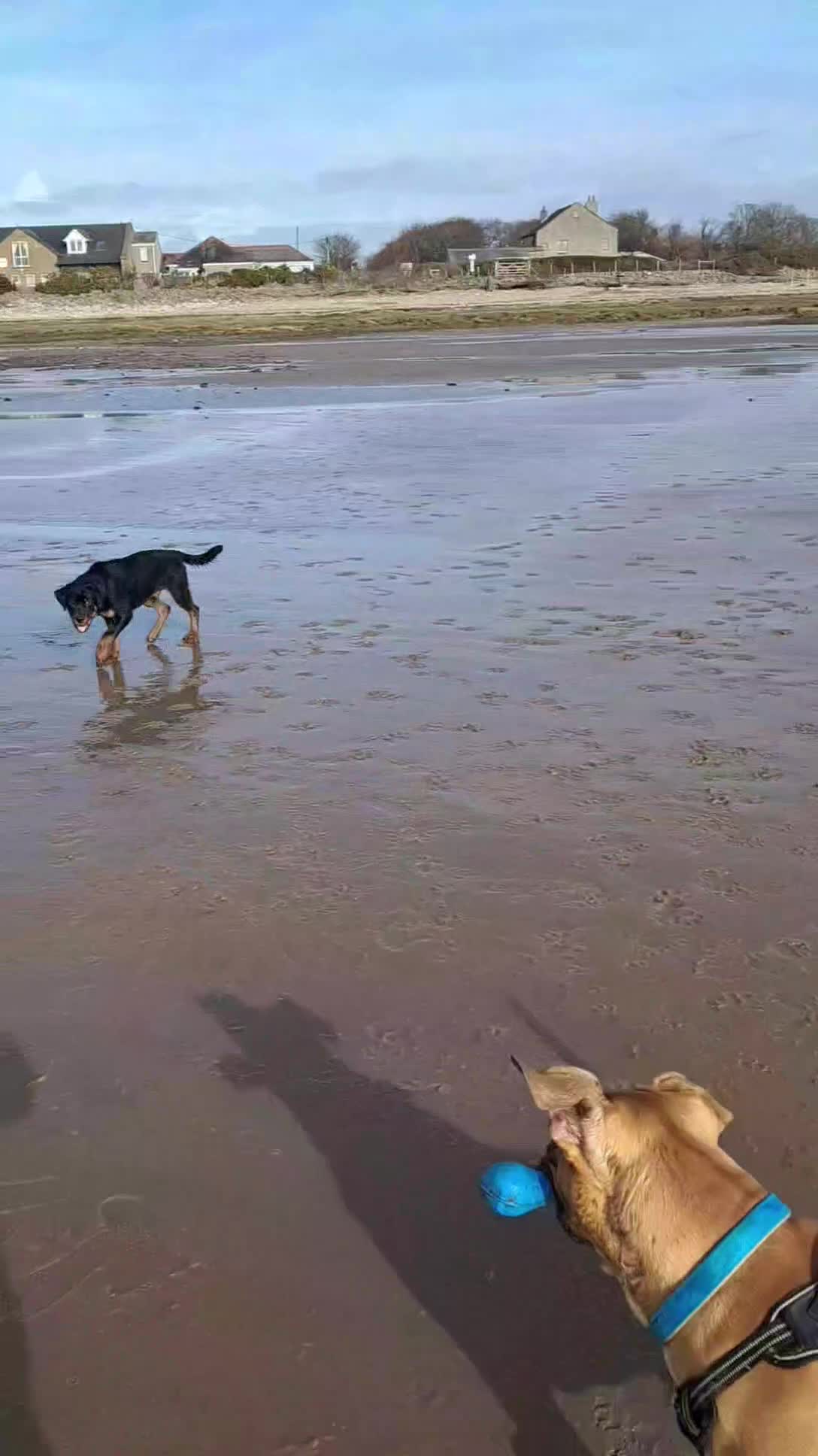 Presa Canario dogs for sale: Dobby the 2 year old presa canario  in Morecambe - Video 1