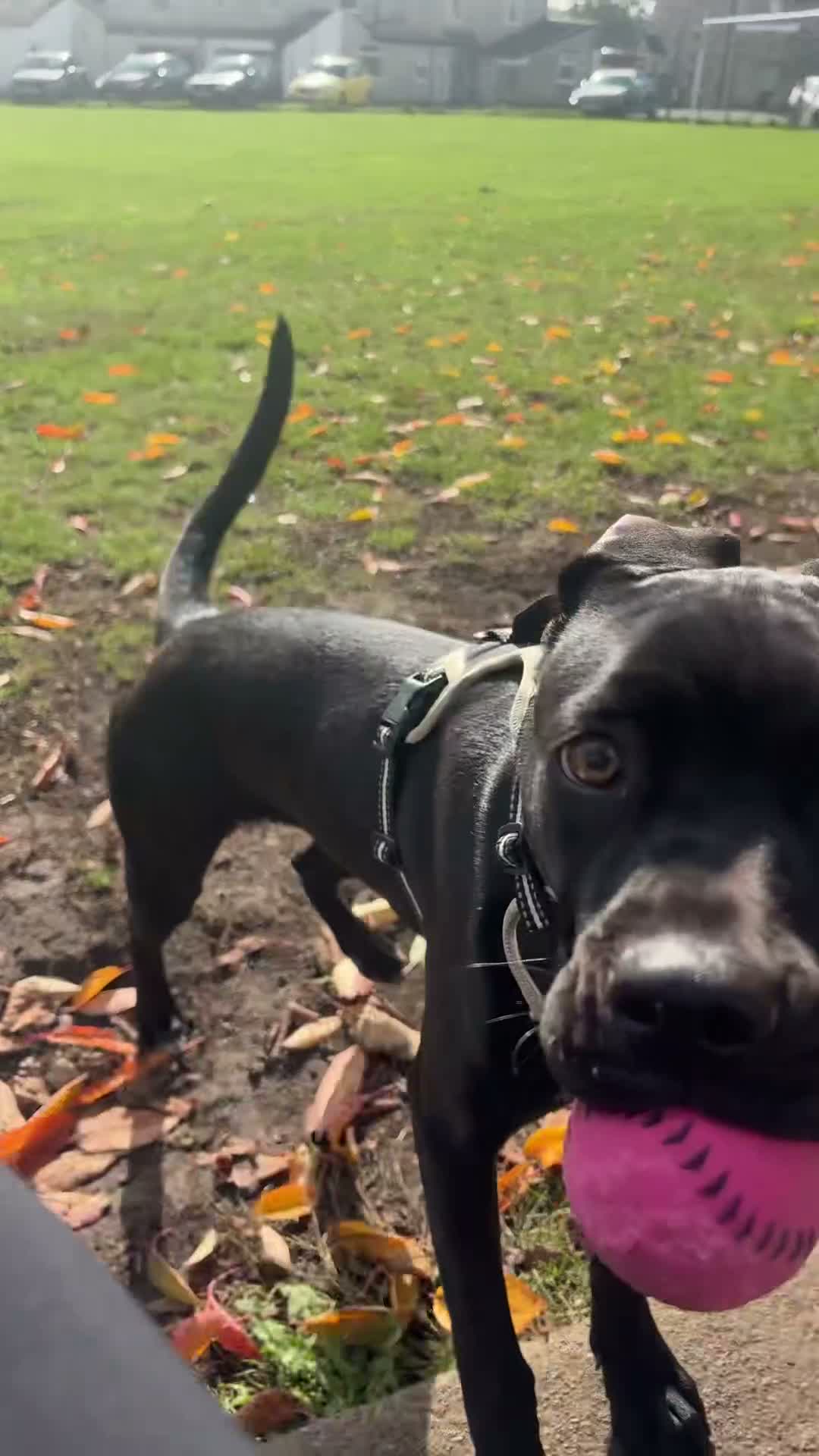 Mixed Breed dogs for sale: Beautiful 6-Month-Old Female Staffador Pebbles - Video 1