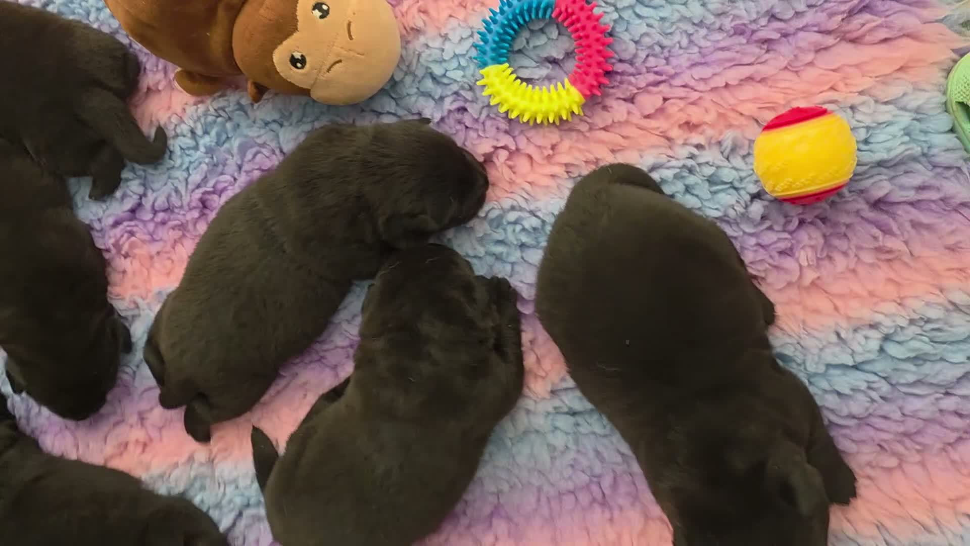 Mixed Breed dogs for sale: Gorgeous Chowador puppies. Chow x Lab - Video 1