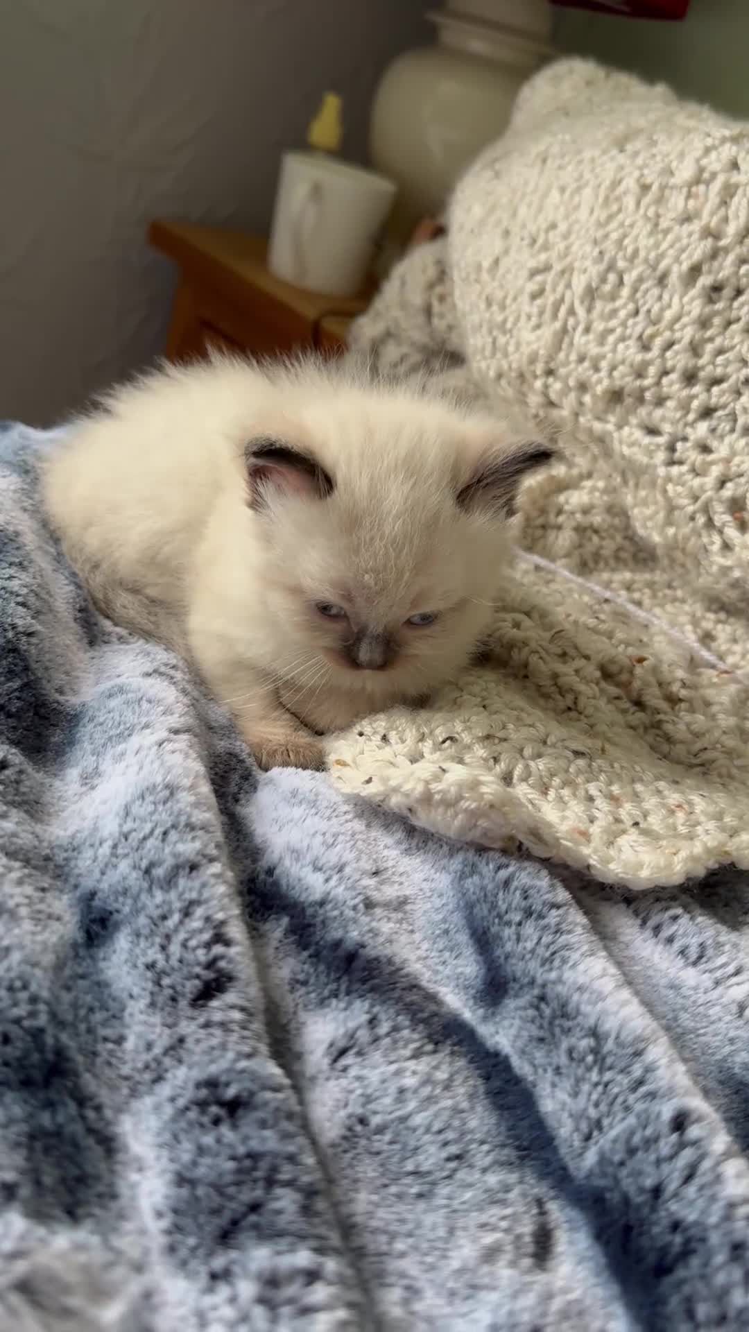 Ragdoll cats for sale: Lynx Seal Point and Seal Ragdoll Kittens - Video 3