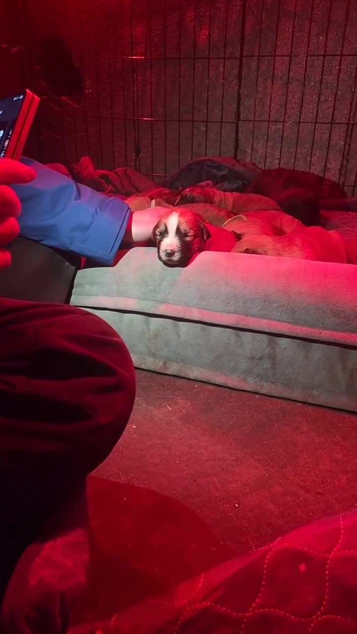 Mixed Breed dogs for sale: Highland Shepherd Puppies!!! - Video 4