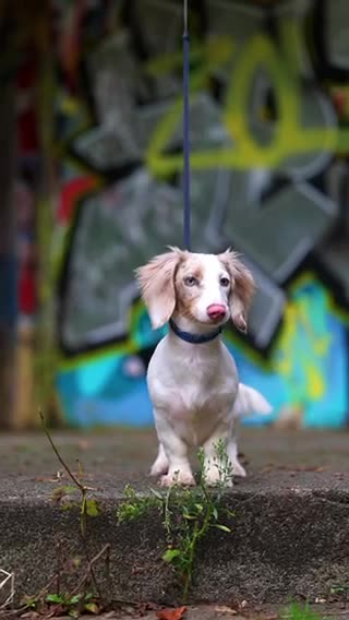 Miniature Dachshund dogs for stud: SHYLO Isabella dapple pied long hair stud  in Liverpool - Video 2