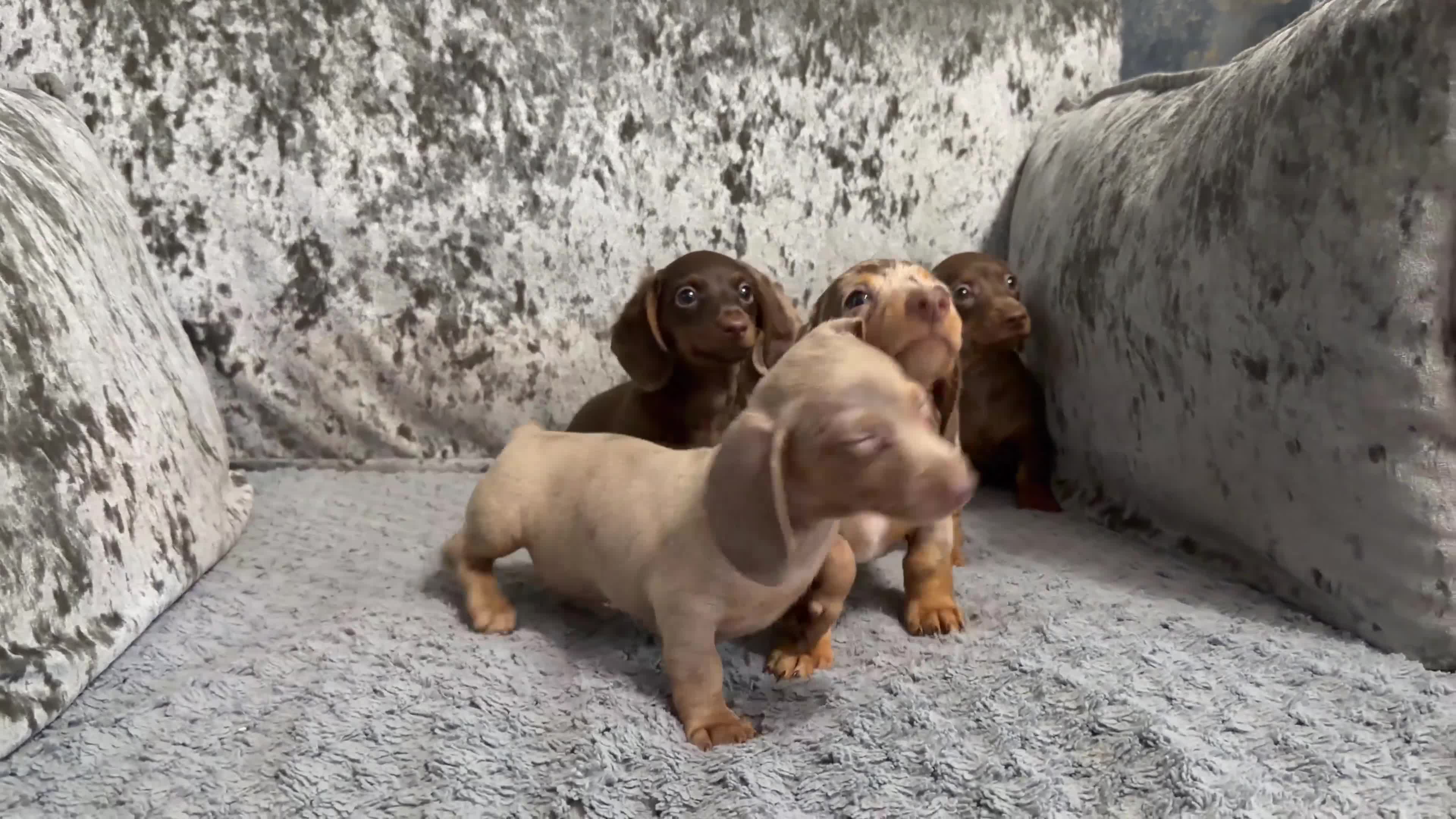 Miniature Dachshund dogs for sale: True to type miniature dachshund puppies ready now - Video 1