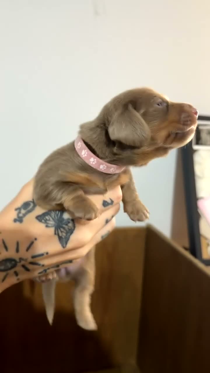 Miniature Dachshund dogs for sale: Beautiful isabella and tan miniture dachshunds  - Video 1