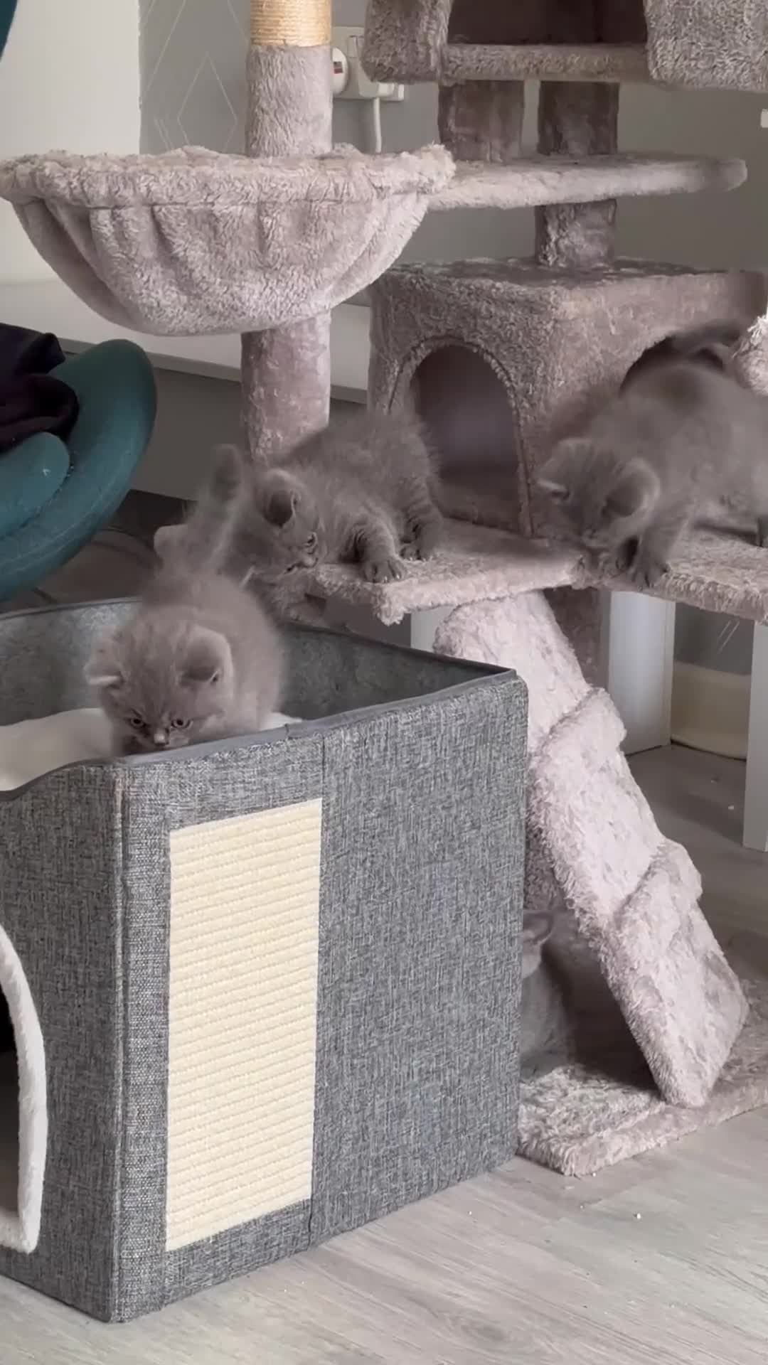 British Shorthair cats for sale: Active champion bloodline BSH kittens GCCF reg in Manchester - Video 2