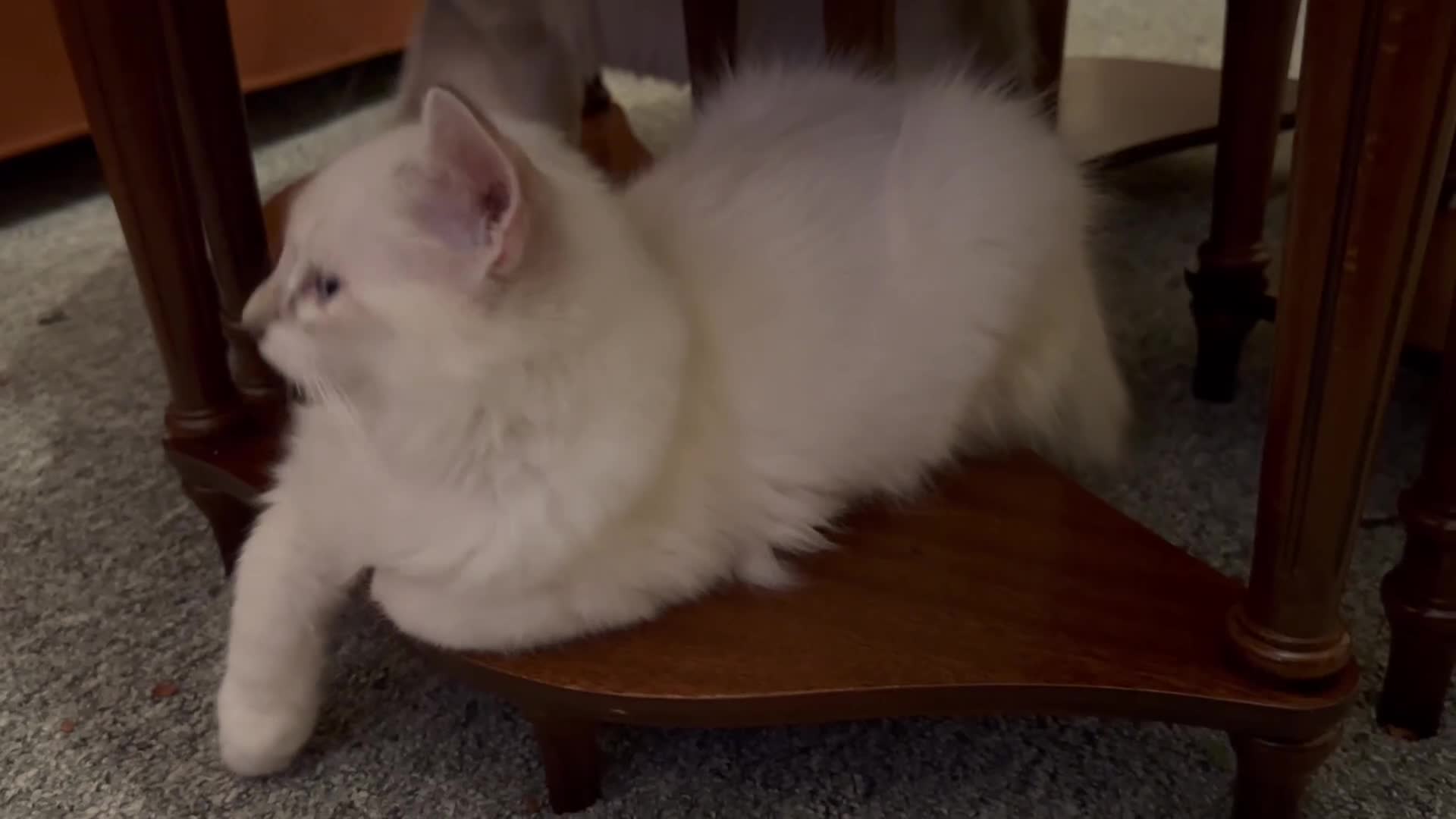 Siberian cats for sale: Siberians with wonderful personalities  - Video 3