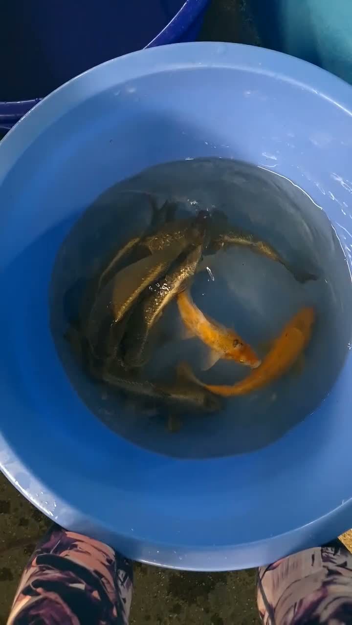 Koi Carp fish for sale: Koi carp and goldfish 🐠  in Rayleigh - Video 1