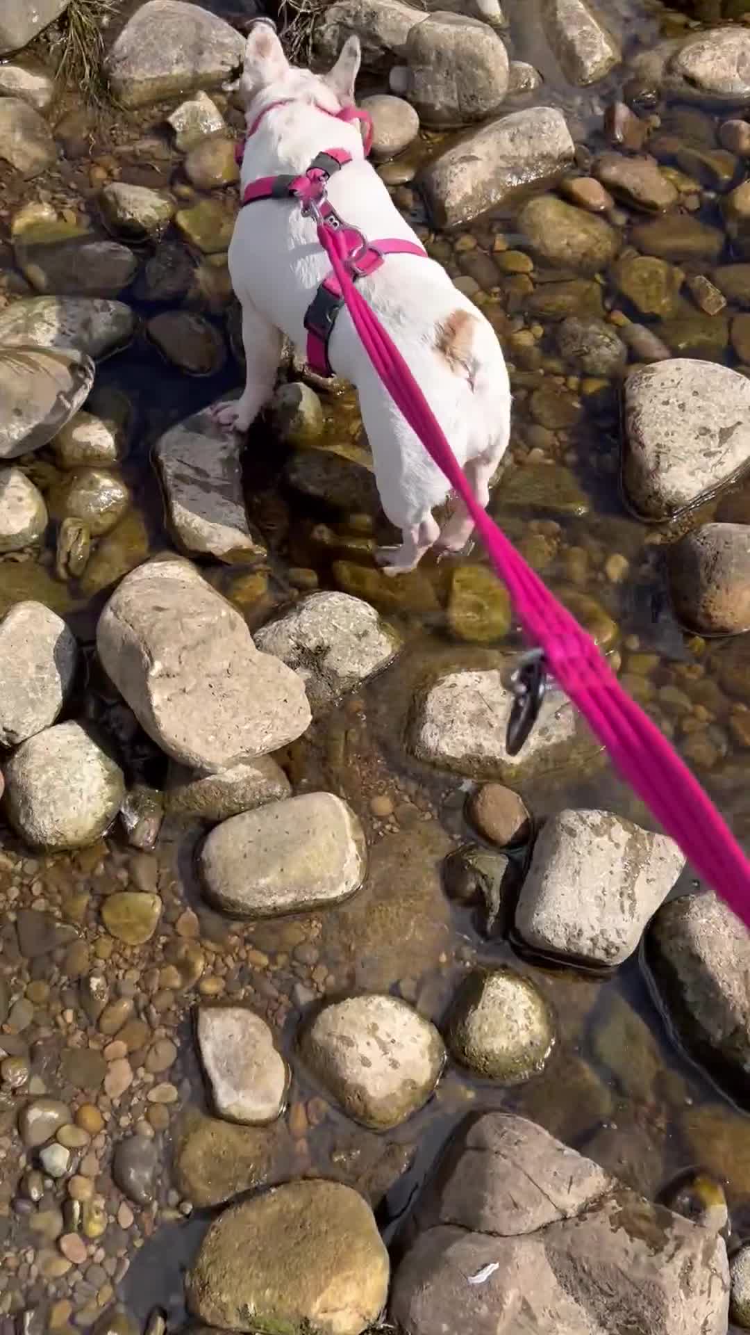 French Bulldog dogs for sale: Female white pied French bulldog  in Wallasey - Video 3