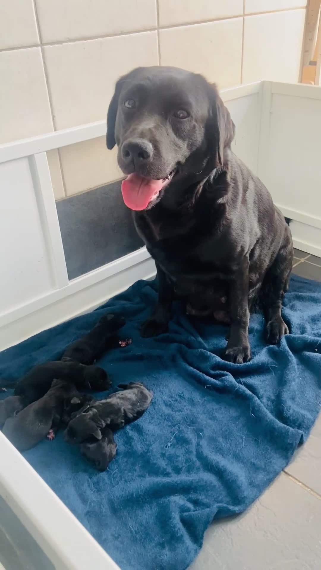 Labrador Retriever dogs for sale: KC registered black Labrador retriever pups  - Video 1