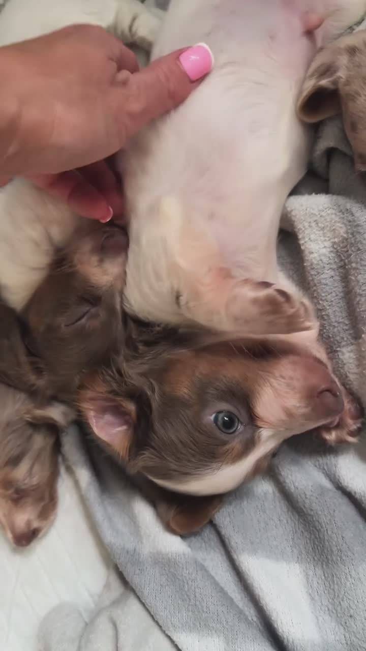 Dachshund dogs for sale: Miniature dachshund  - Video 1