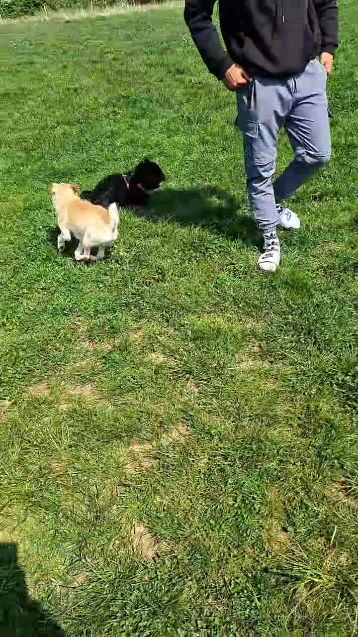 Shih Tzu dogs for sale: Rue the shitzu - Video 2