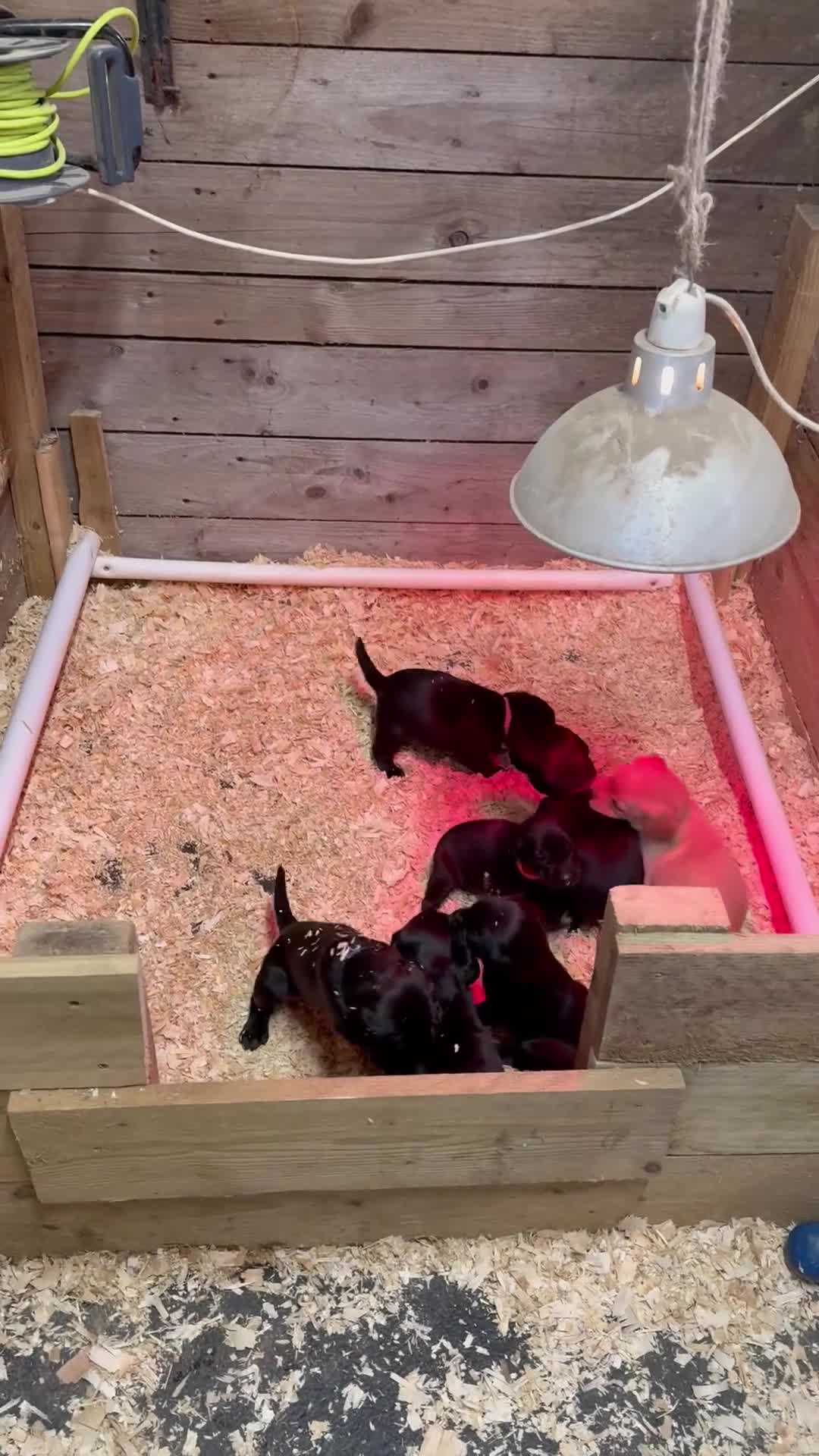 Springador dogs for sale: Spaniel x Labrador puppies  - Video 3