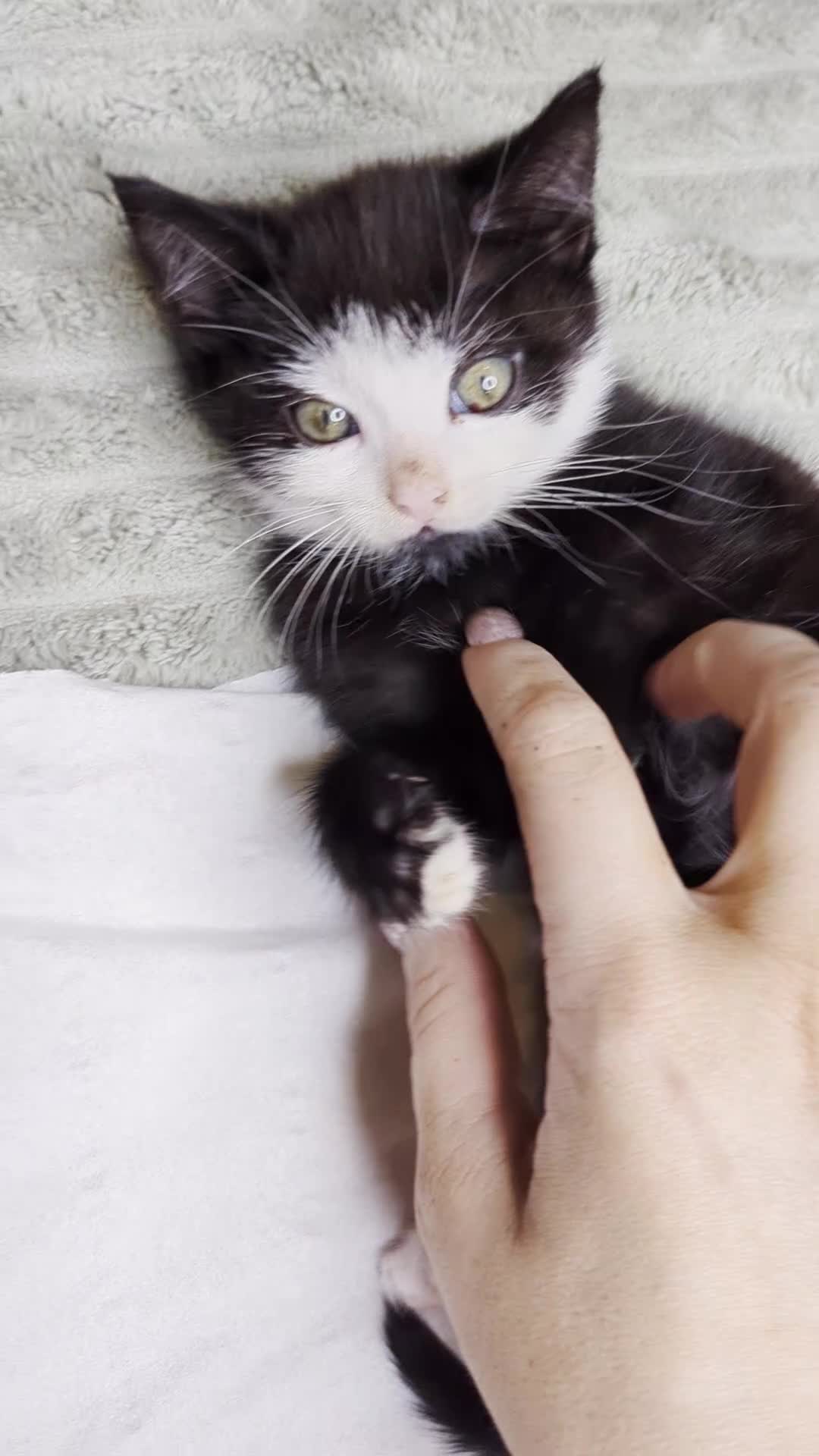 Maine Coon cats for sale: Female kitten - Video 1