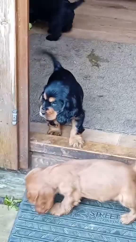 Cocker Spaniel dogs for sale: 3 PURE SHOW BLACK COCKER SPANIEL PUPPIES.  - Video 4