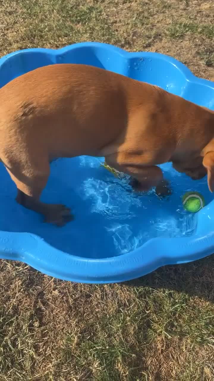 Labrador Retriever dogs for sale: Ready to leave - KC Fox Red Labrador puppies - Video 2