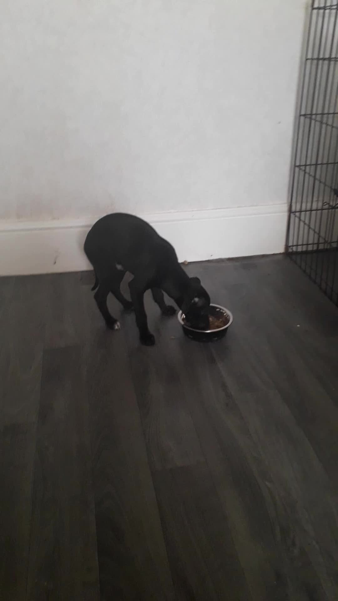 Italian Greyhound dogs for sale: Beautiful Italian greyhounds 07926562207 - Video 1