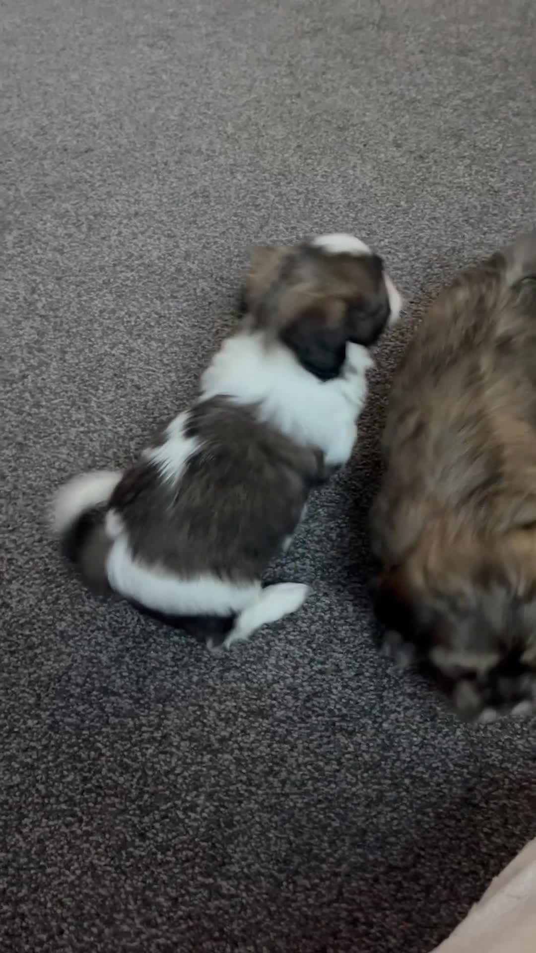 Mixed Breed dogs for sale: Beautiful Shih Tzu X Maltese pups  - Video 1