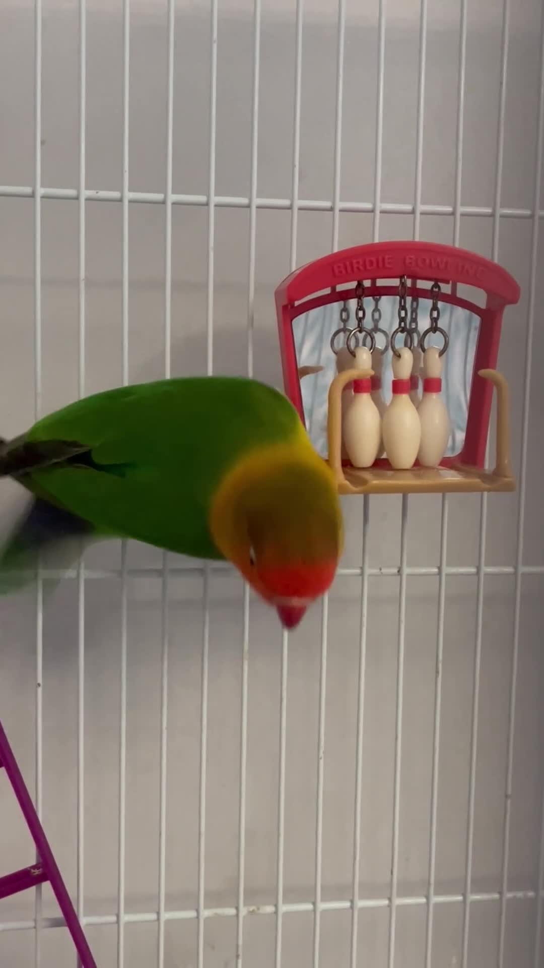 Lovebirds birds for sale: 2 Love lovebirds for sale!!  - Video 2
