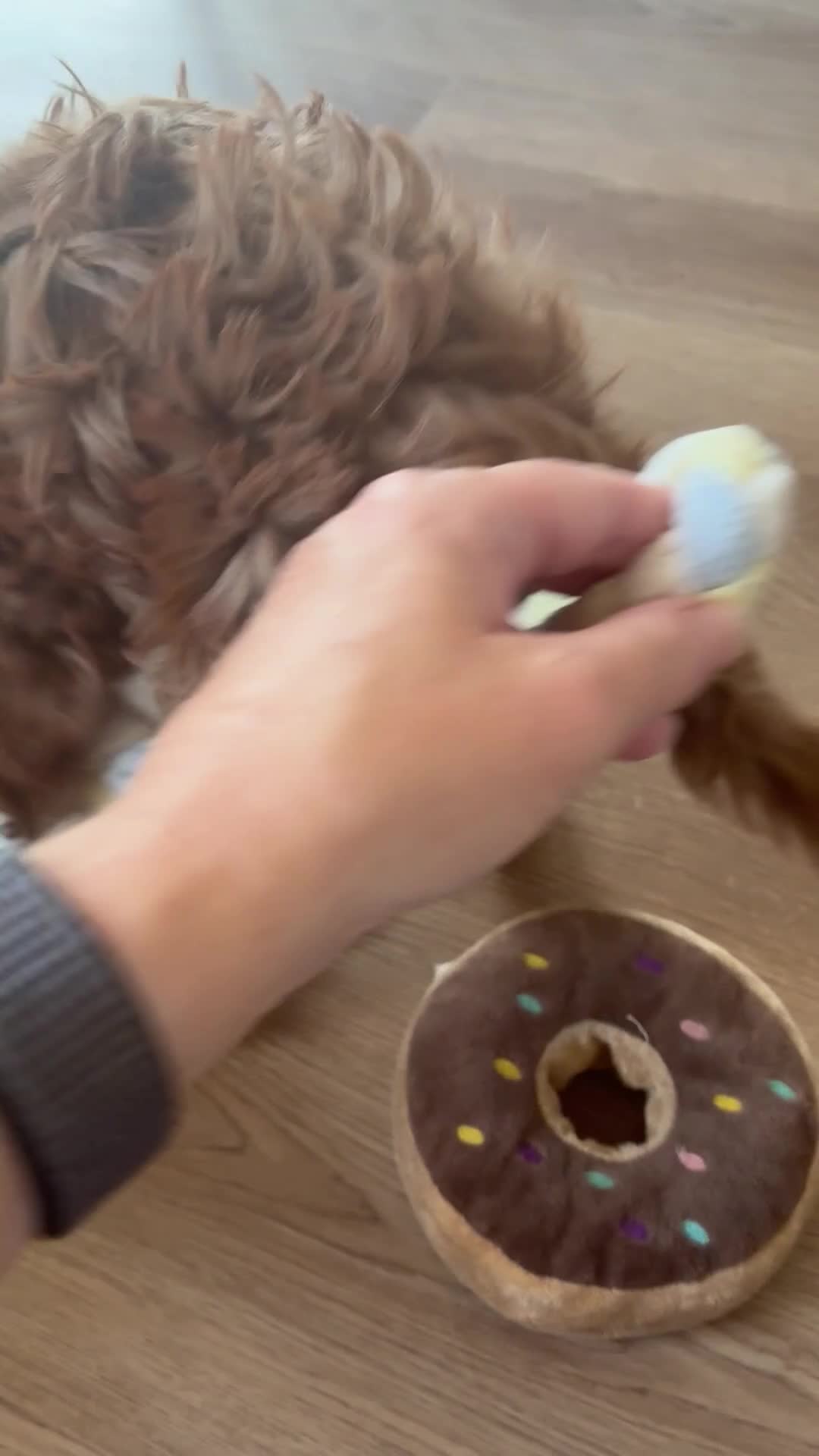 Cavapoo dogs for sale: Stunning Red F1b cavapoo puppies - Video 2