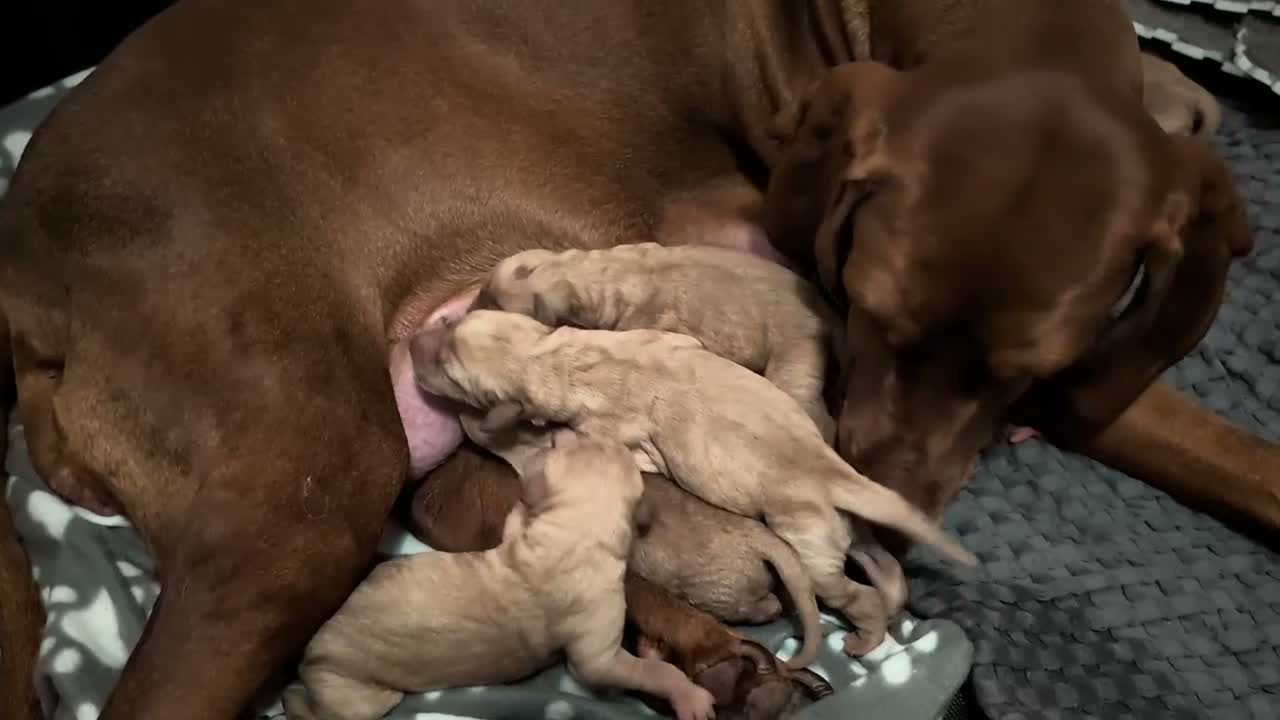 Mixed Breed dogs for sale: Hungarian Vizsla Doodle Puppies - Both Parents in Newton Abbot - Video 1