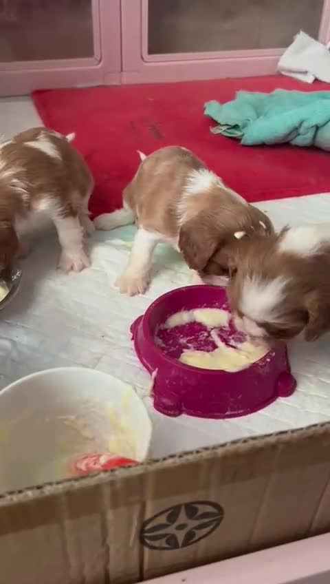 Cavalier King Charles Spaniel dogs for sale: Stunning cavalier King Charles puppies  - Video 1