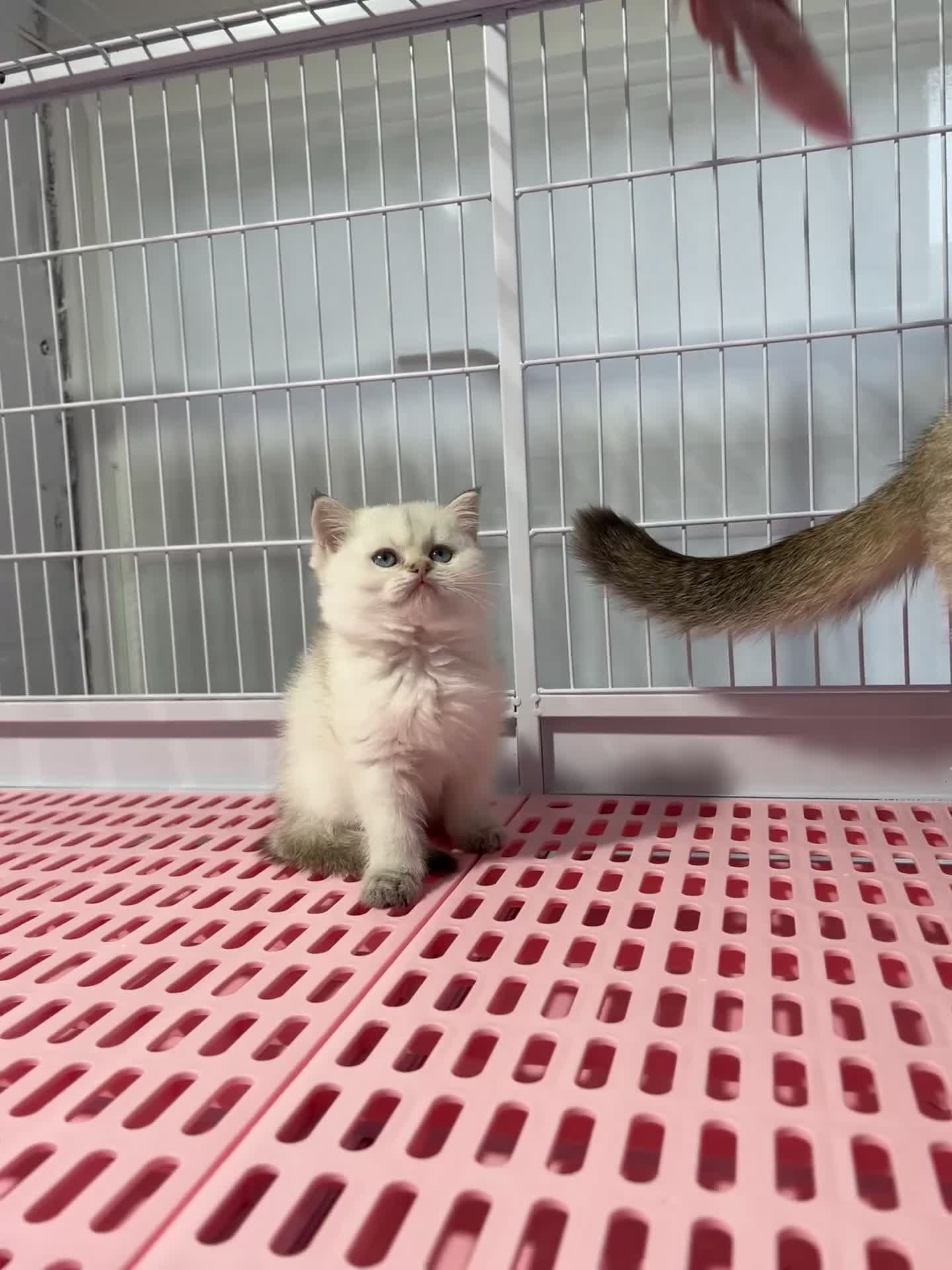 Napoleon cats for sale: Cute longhair long leg minuet - Video 5