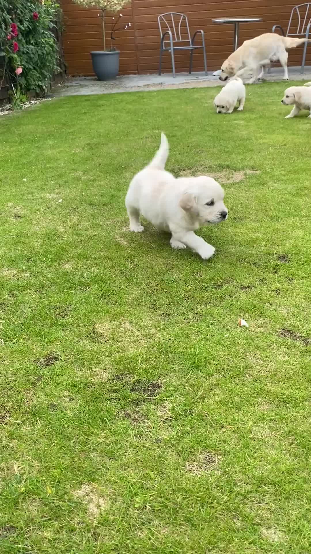 Golden Retriever dogs for sale: KC-DNA Chunky fluffy goldies.  - Video 1