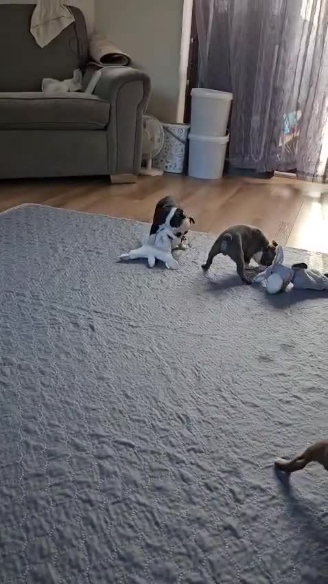 Boston Terrier dogs for sale: Adorable Boston Terrier Puppies – Kennel Club Reg - Video 5