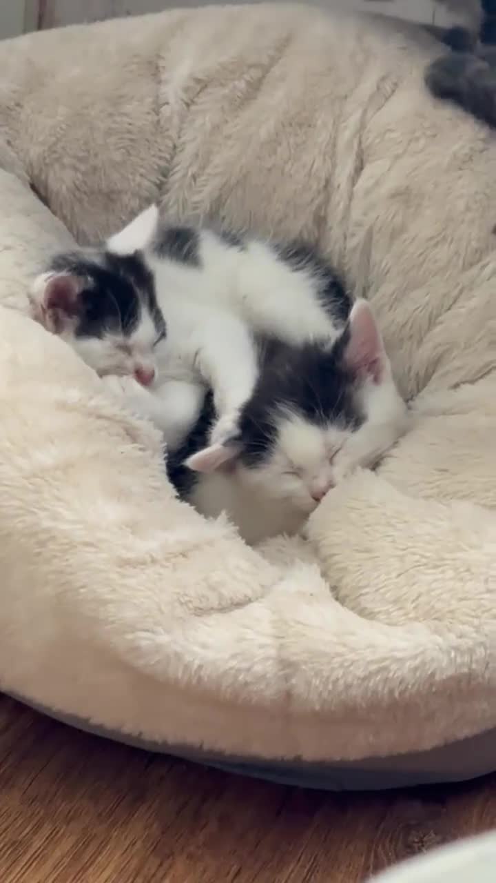 Mixed Breed cats for sale: Kittens for Sale 🐾 - Video 1